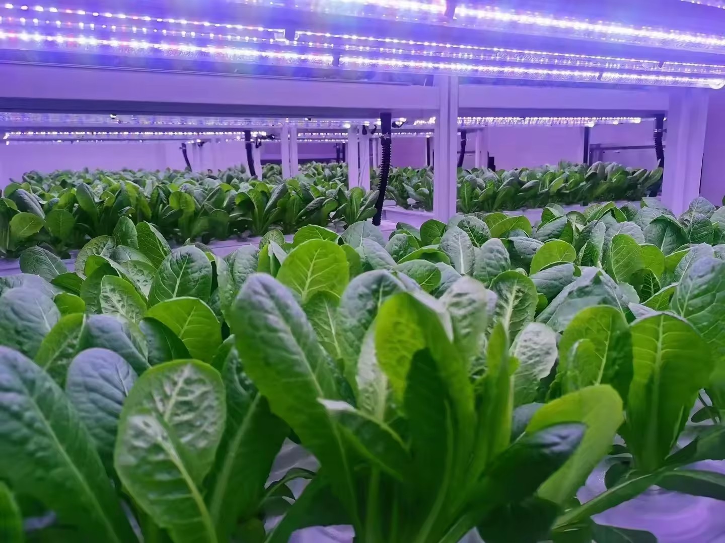 f Equipo agrícola de invernade - Hydroponic Tower reseña y precio